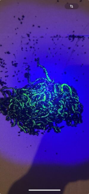 Черв’як Fluo
